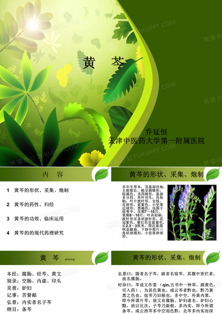 中药黄芩