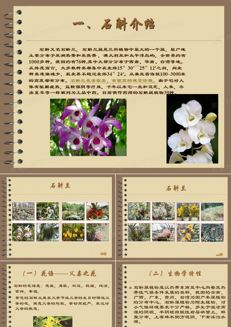 石斛与石斛市场介绍