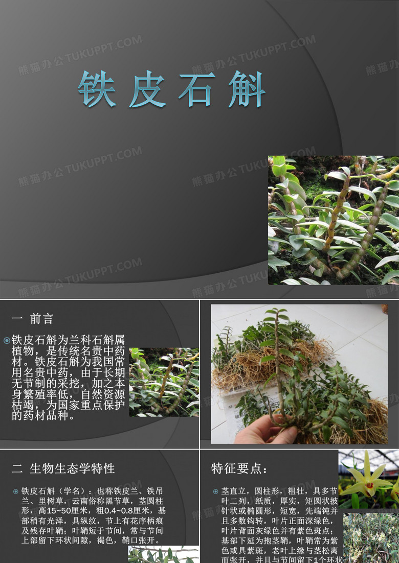 铁皮石斛