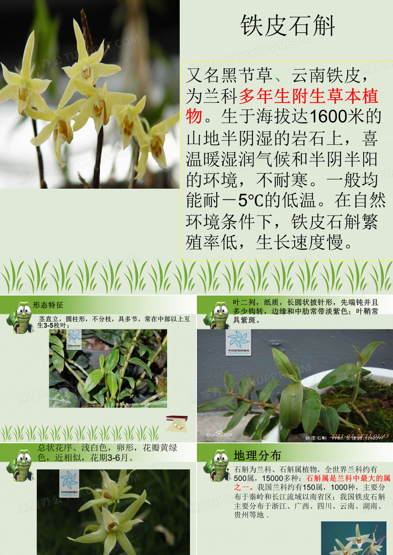 铁皮石斛