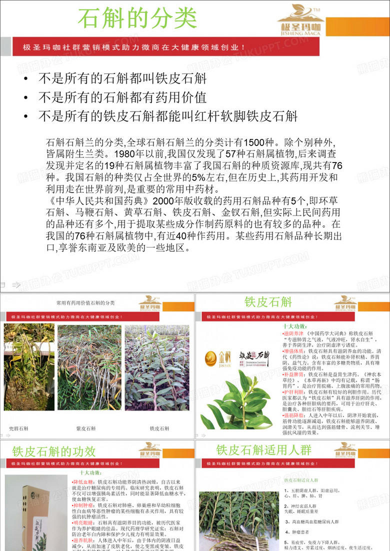 铁皮石斛
