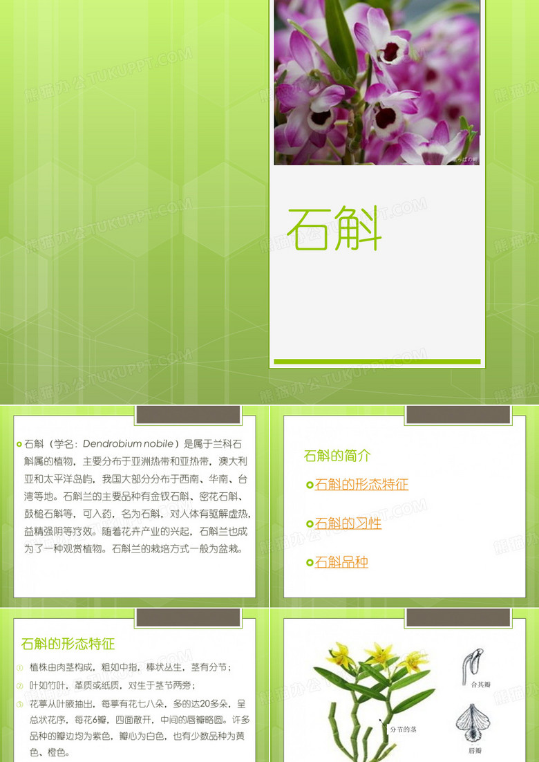 石斛简介