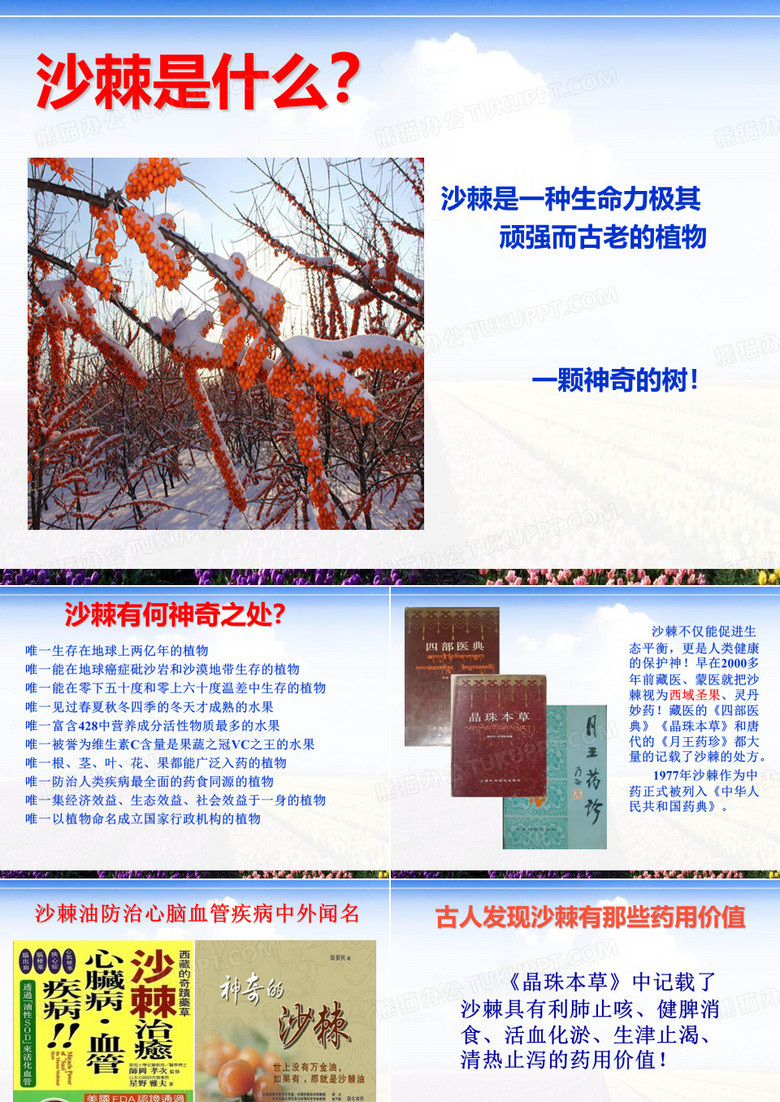 沙棘是什么 (1)