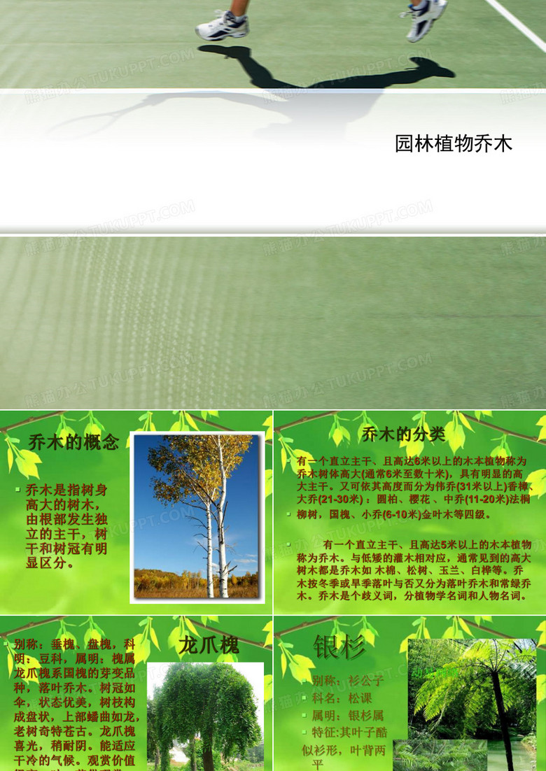 园林植物乔木