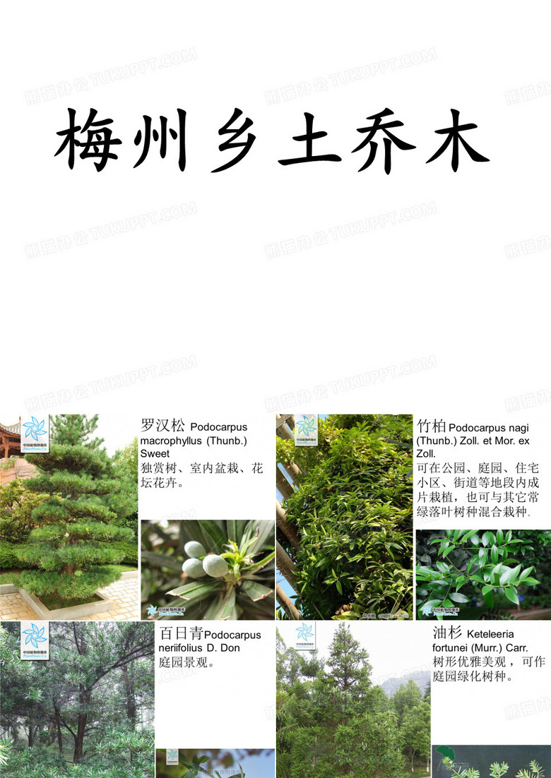 乡土乔木
