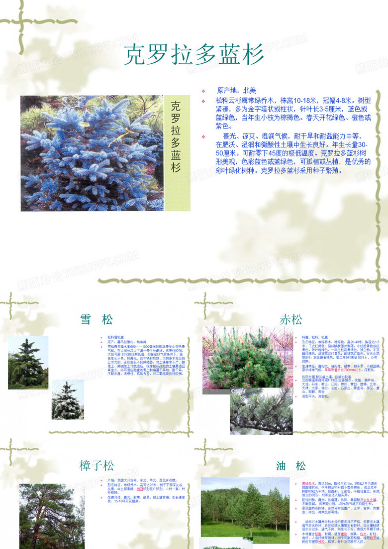 常绿乔木灌木