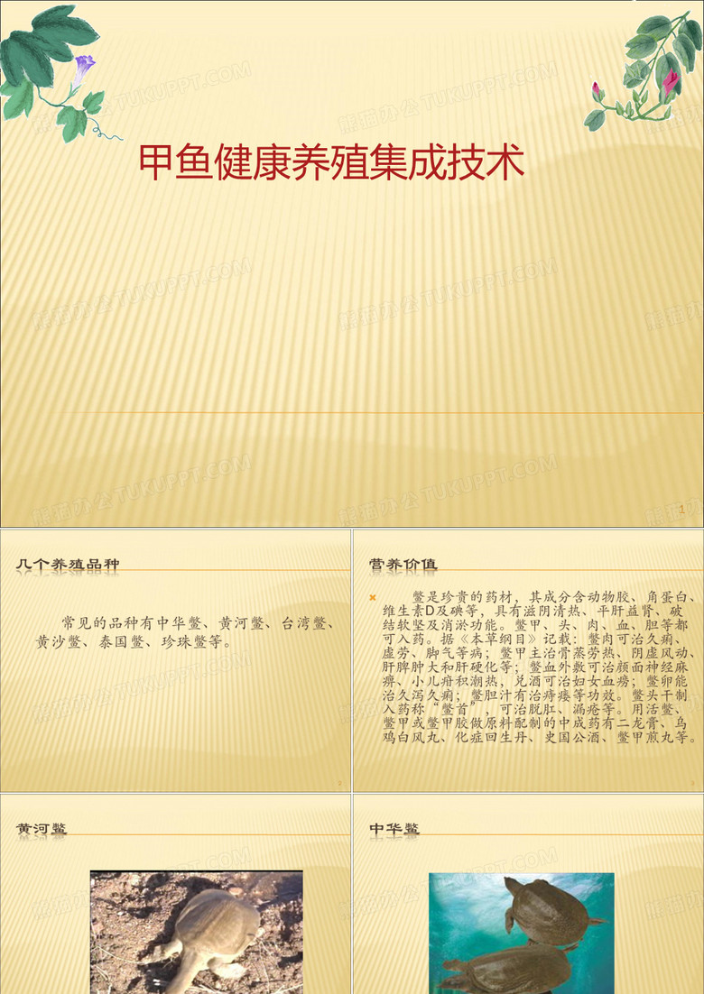 甲鱼养殖技术讲座