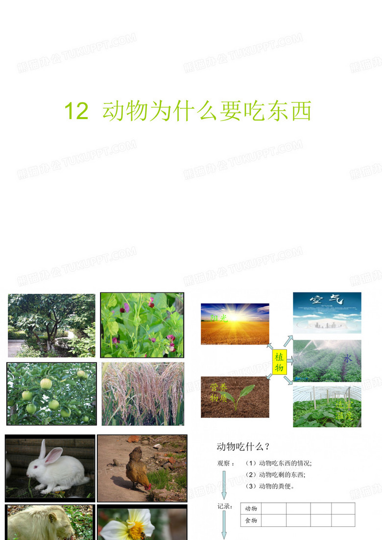 动物为什么要吃东西