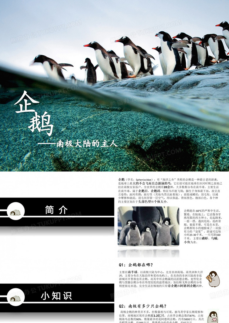 南极大陆的主人-企鹅