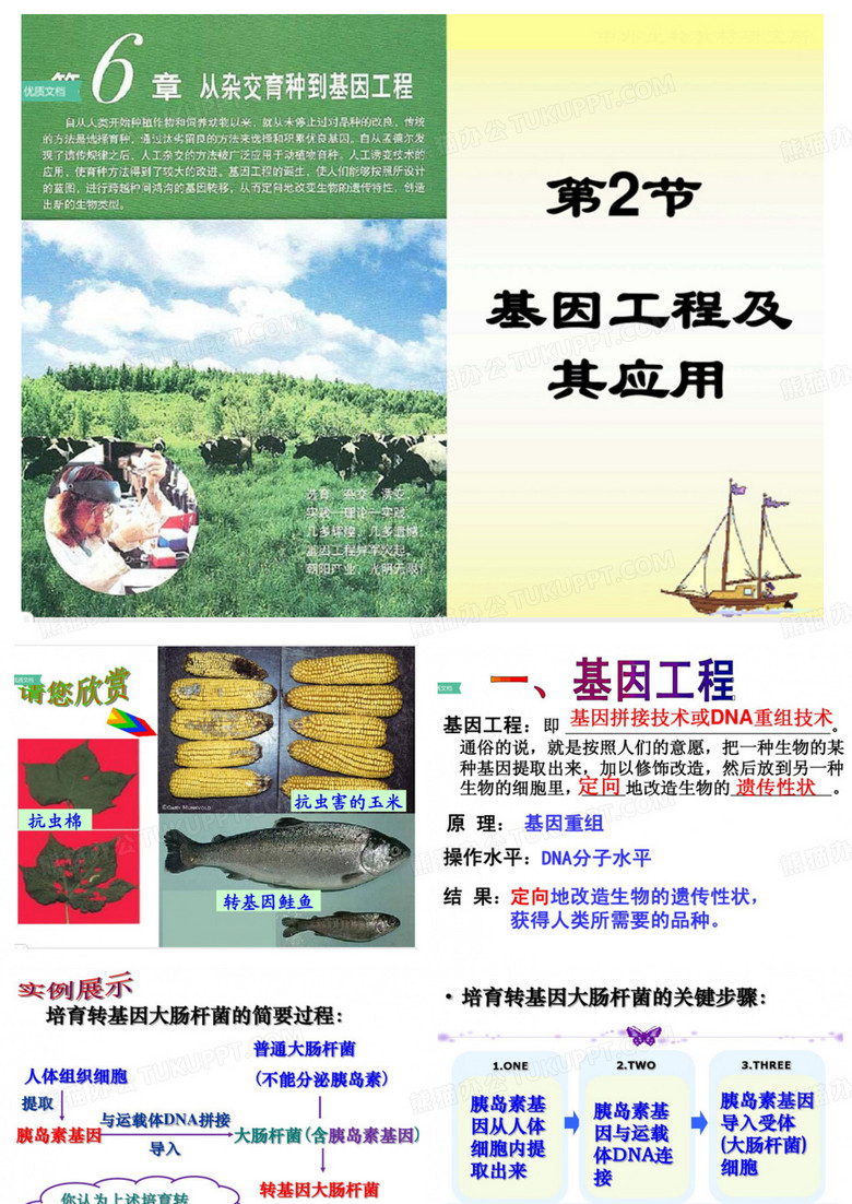 基因工程及其应用