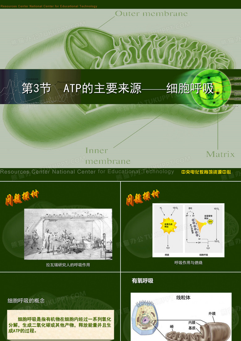 ATP的主要来源——细胞呼吸