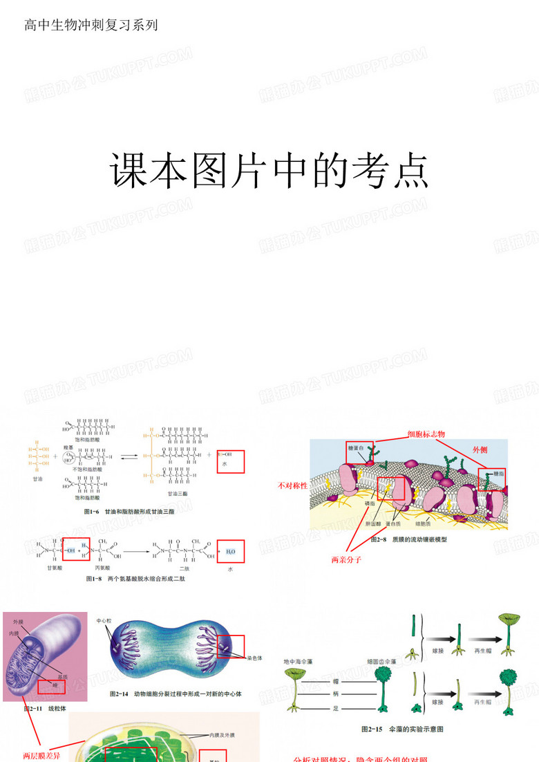 高中生物课本图片