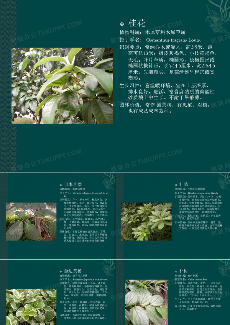 南京林业大学校园植物整理(107种)