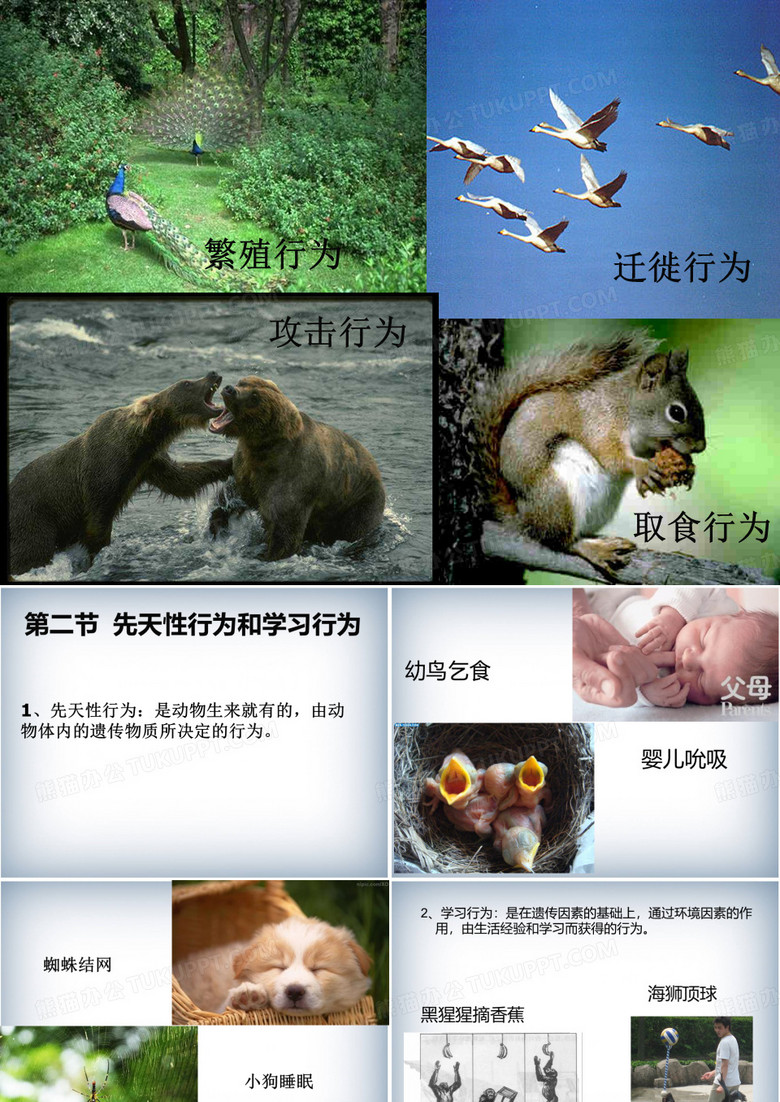 先天性行为和学习行为和社会行为