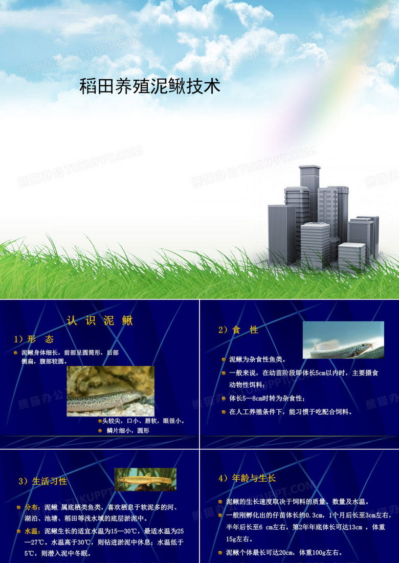稻田养殖泥鳅技术
