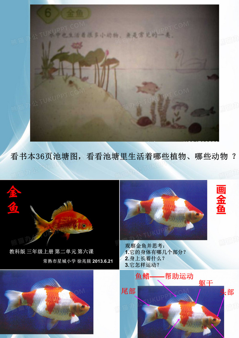 新教科版小学科学金鱼课件