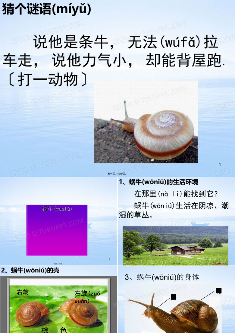教科版三年级科学蜗牛