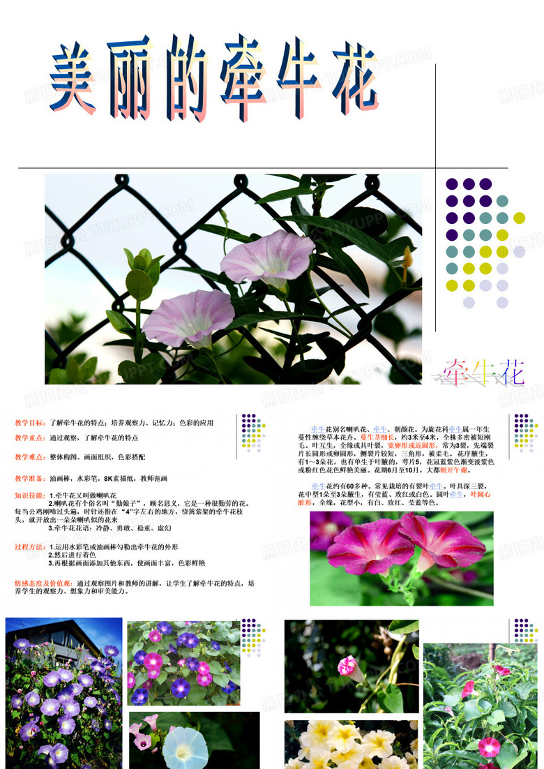 牵牛花 儿童画课件