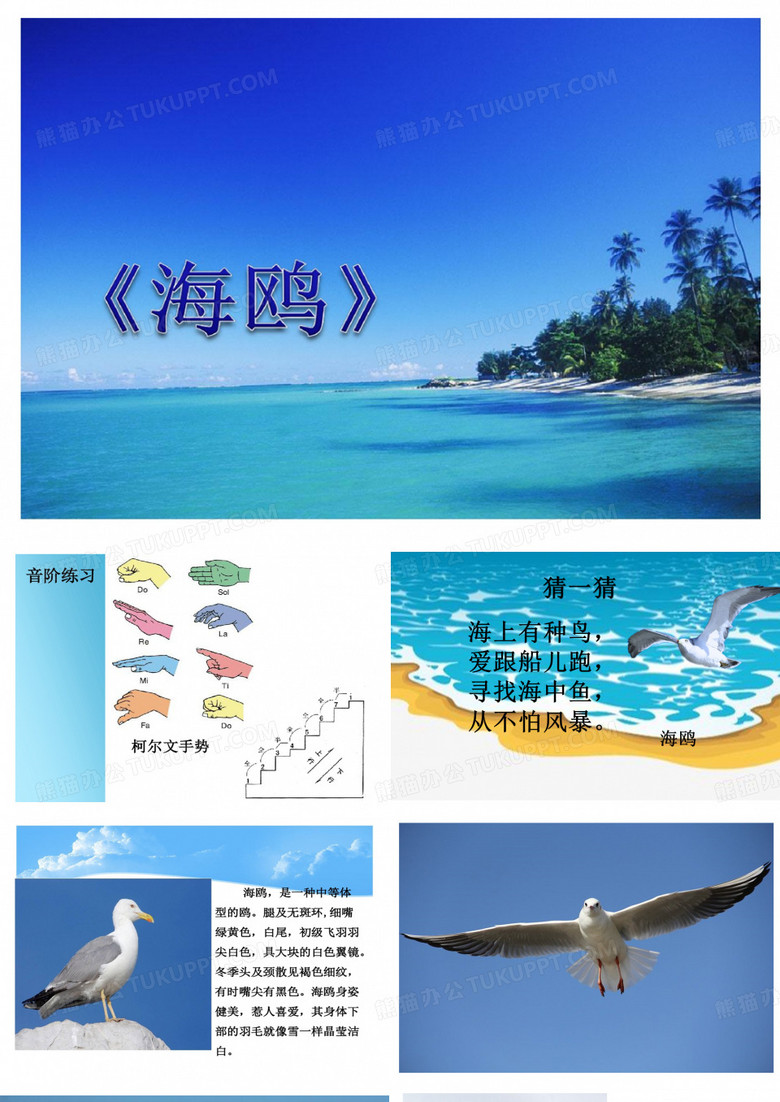 海鸥