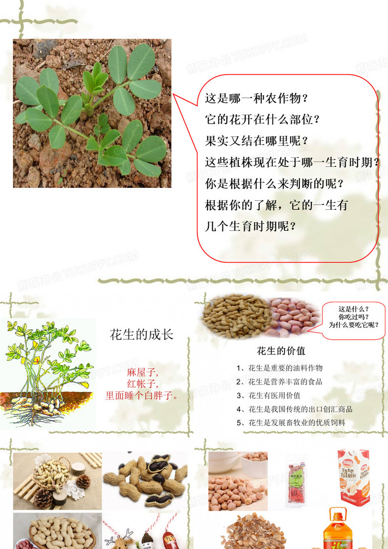 花生的成长