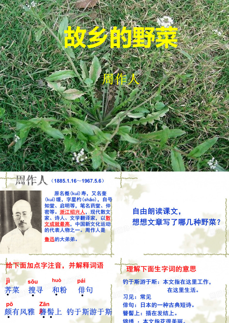 故乡的野菜