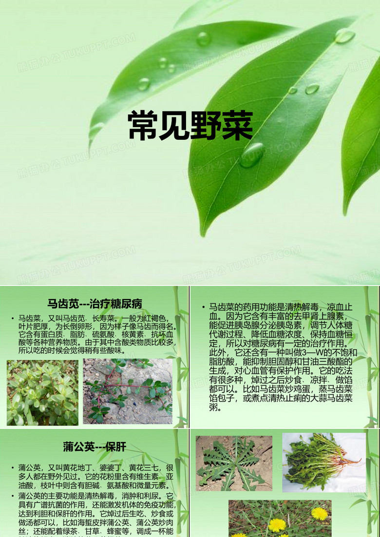 常见的野菜