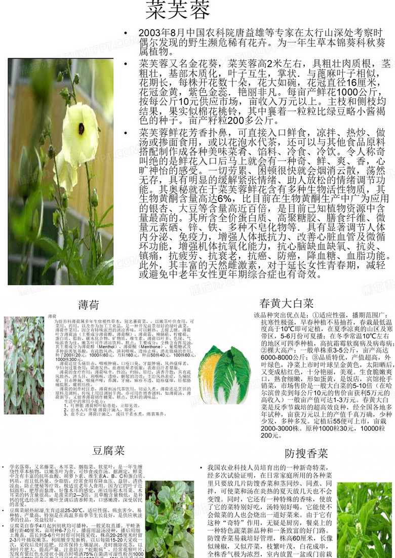 野菜大全解析