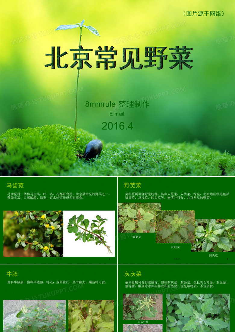 北京常见野菜