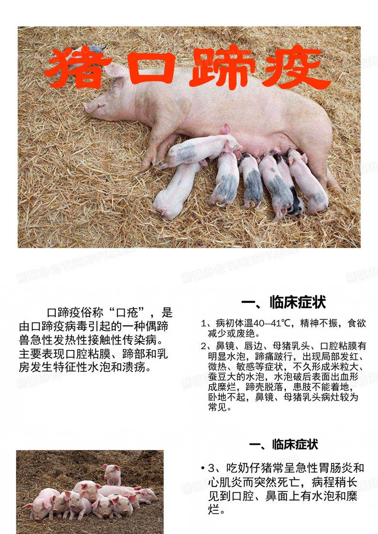 猪口蹄疫
