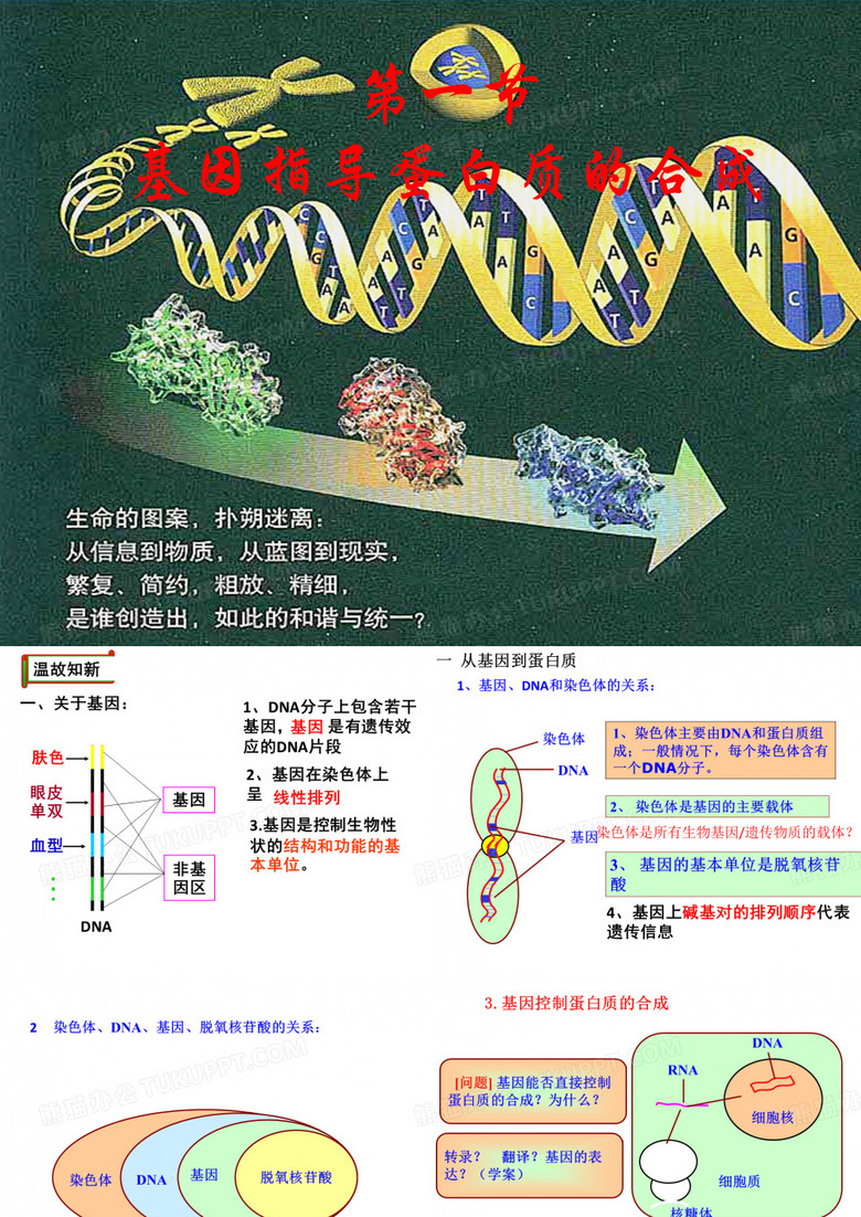 基因指导蛋白质的合成