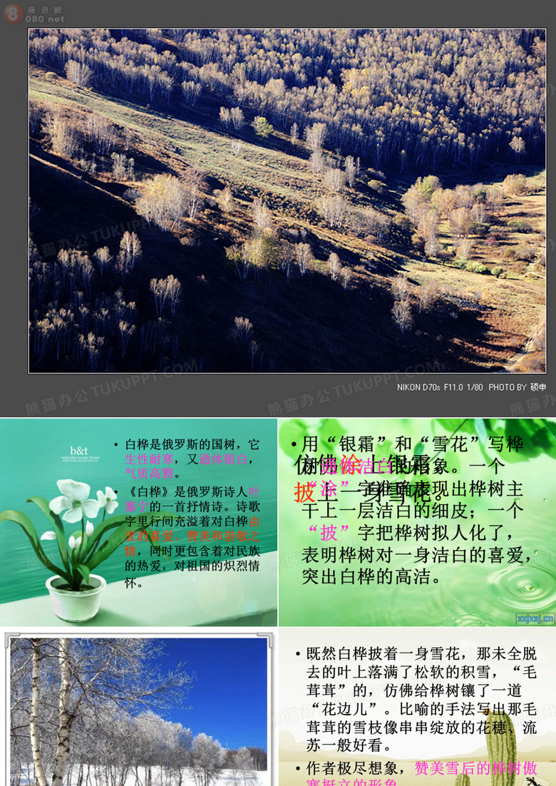 白桦