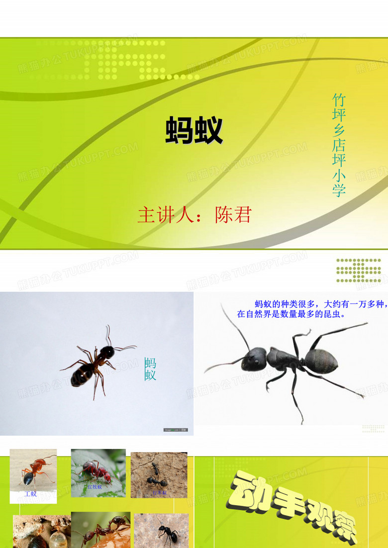 小学科学蚂蚁公开