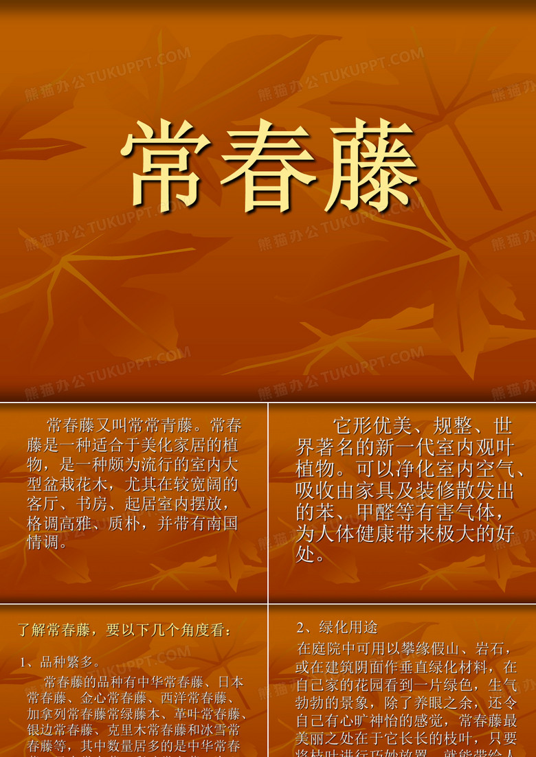 常春藤