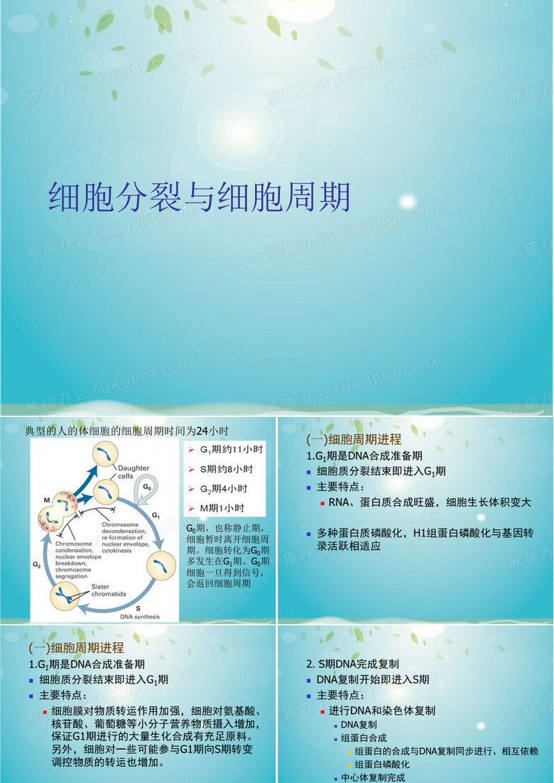 细胞分裂与细胞周期