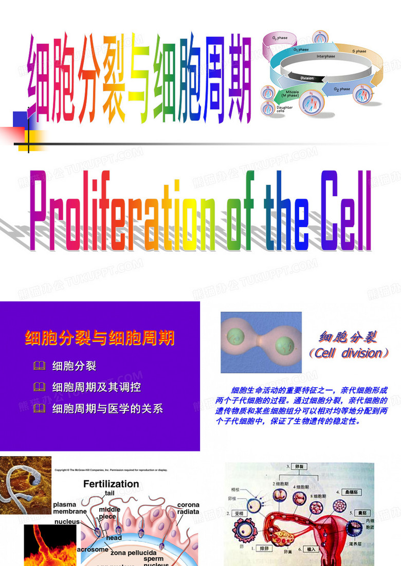 细胞分裂与细胞周期