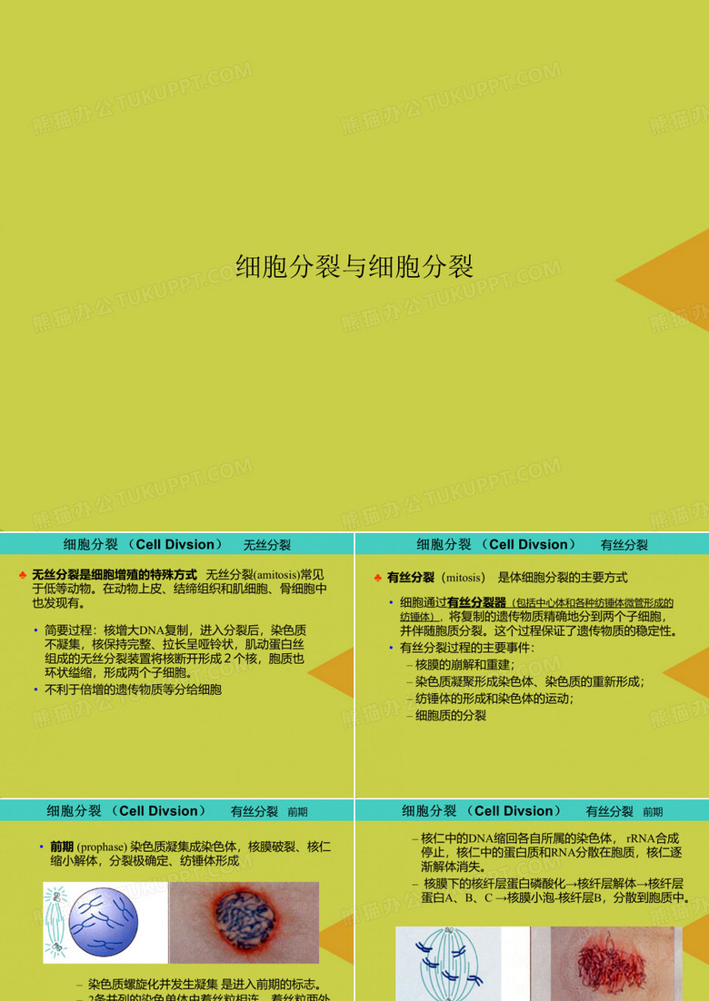 【优选】细胞分裂与细胞分裂PPT资料