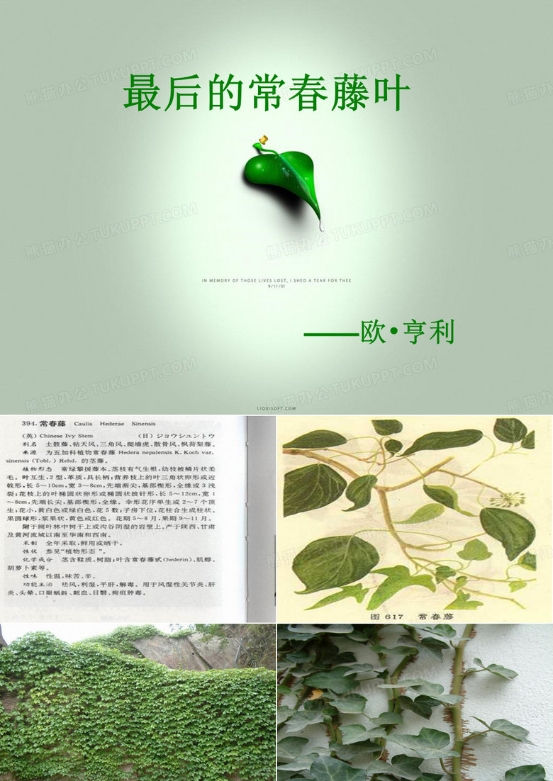 最后的常春藤