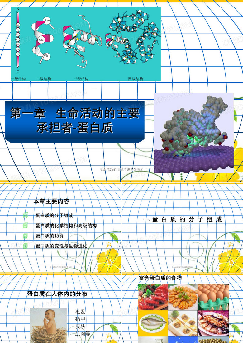 生命活动的主要承担者蛋白质