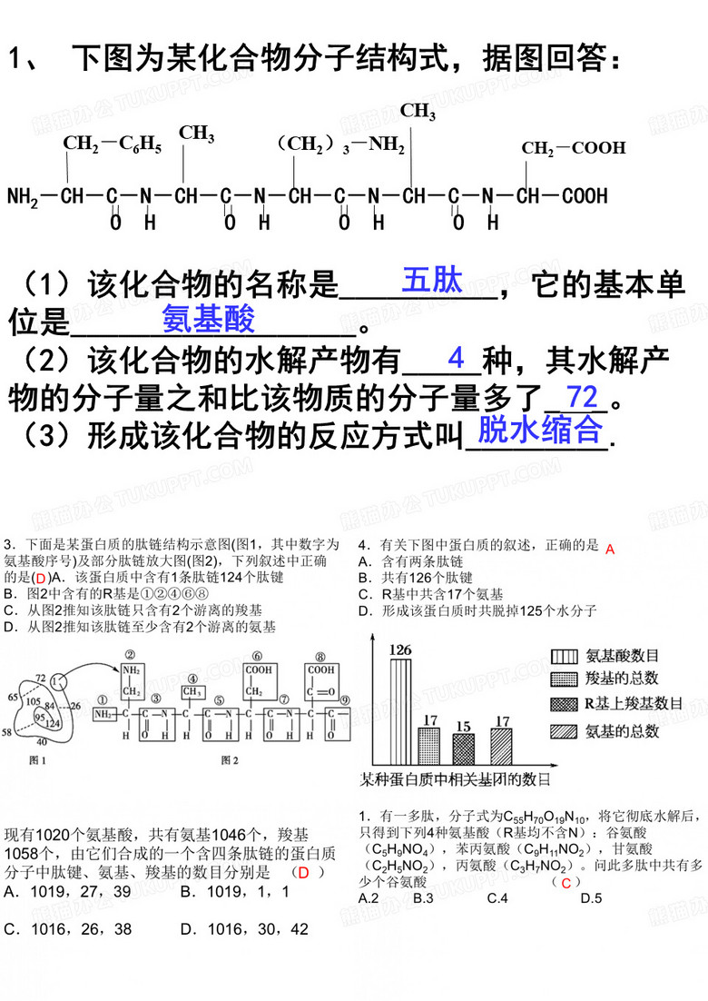 生命活动的主要承担者--蛋白质