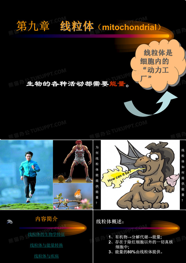 线粒体
