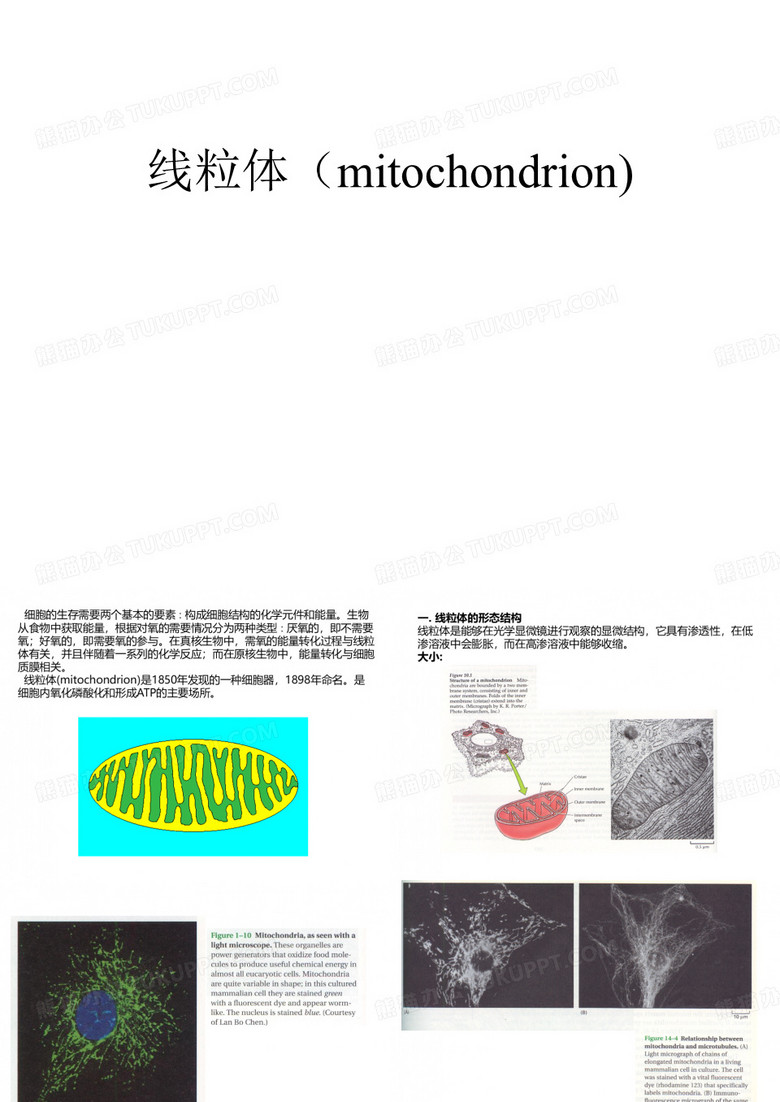 线粒体