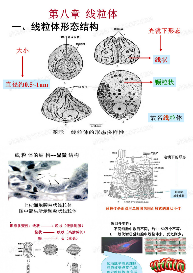 线粒体的结构