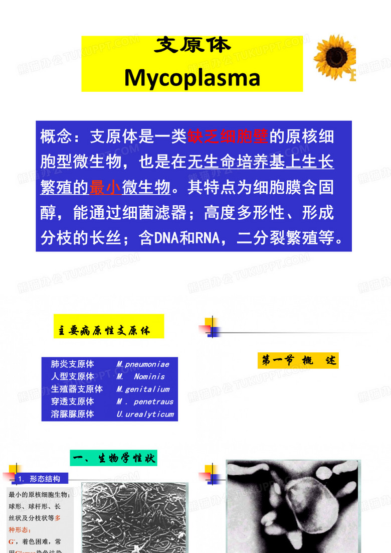 支原体