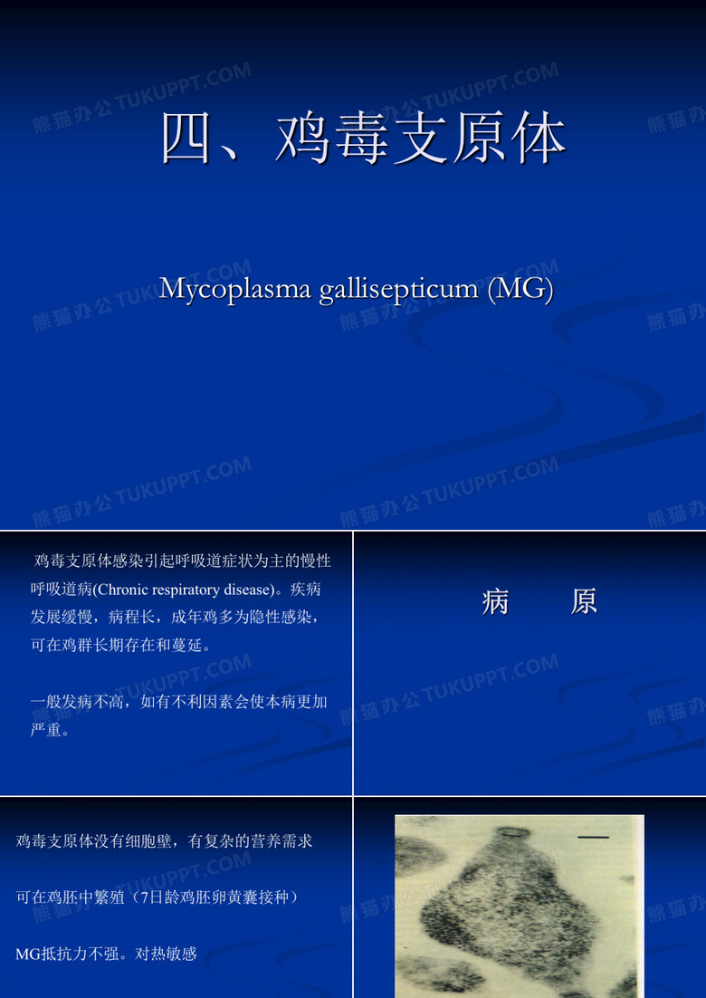 鸡毒支原体