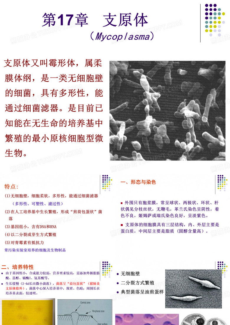 支原体(精)