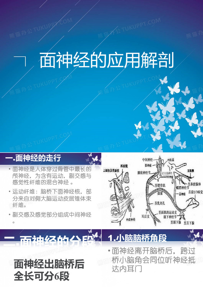 面神经解剖