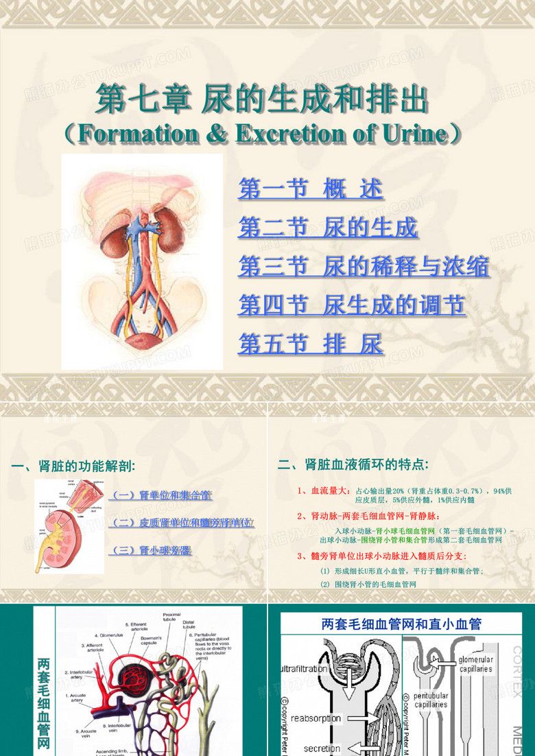 动物生理学泌尿