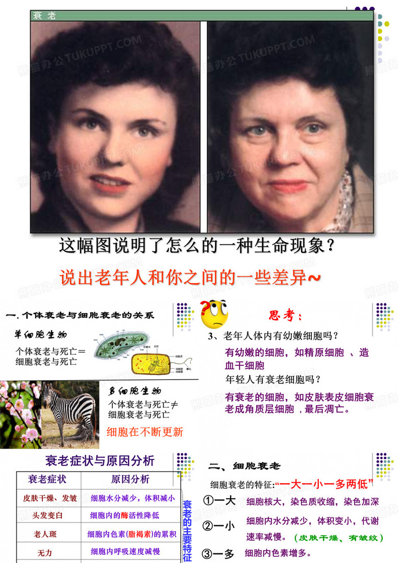 细胞衰老凋亡