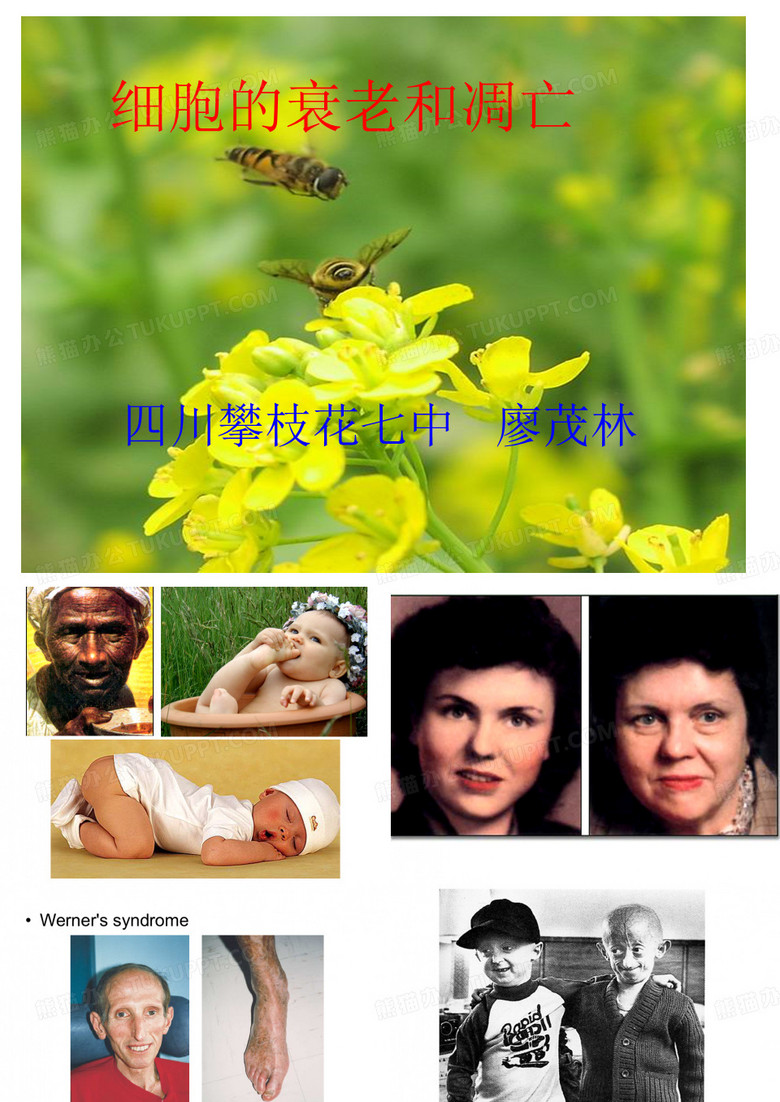 细胞衰老凋亡