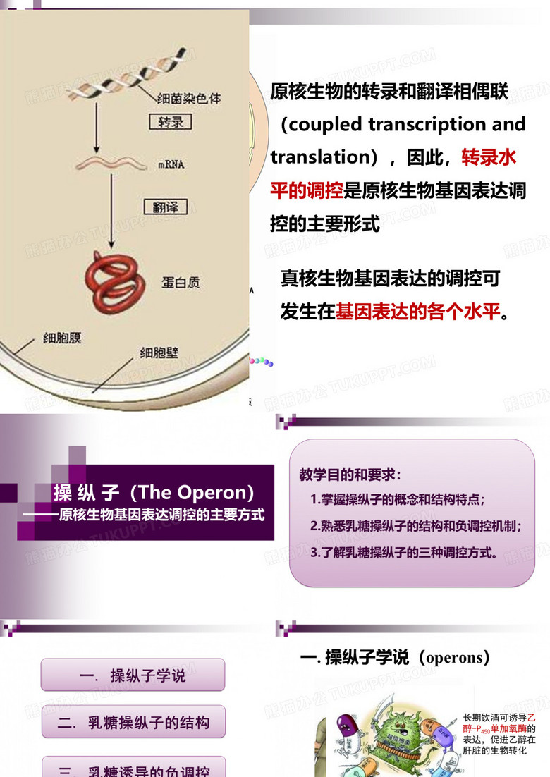 乳糖操纵子概述